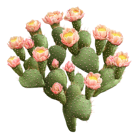Prickly pear cactus bush with blooming pink flowers isolated on a transparent background during springtime, Prickly pear blooming cactus bush, file of isolated object on transparent background png