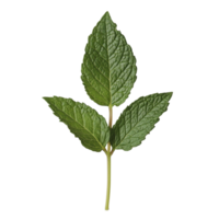 Fresh mint leaves on a transparent background, showcasing vibrant green color and crisp texture for culinary use, Mint leaf transparent background png