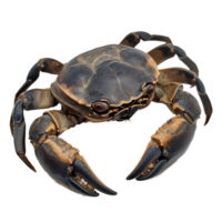 Serra ted mud crab showcasing its distinctive features against a clean transparent background, serra ted mud crab on transparent background png