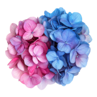 vibrante hortensias en rosado y azul matices hermosamente arreglado en contra un limpiar transparente fondo, vibrante hortensias en estilo, aislado en un transparente antecedentes para diseño diseños png