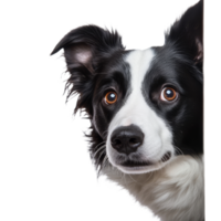 A Border Collie peeking around a corner, curious and playful in a bright setting, Border Collie Hiding and Sneaking Head Out Isolated on transparent background png