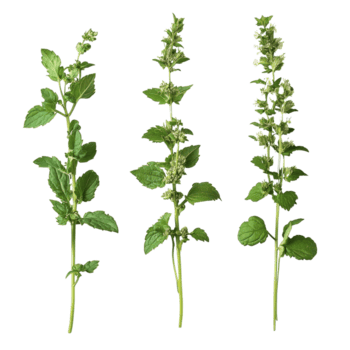 Trois Frais herbe à chat les plantes arrangé sur une transparent arrière-plan, mettant en valeur leur distinct feuilles et floraison hauts, Trois médicinal les plantes herbe à chat sur une transparent Contexte png