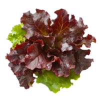 Fresh red oak leaf lettuce on a clean transparent background for healthy meal preparation, red oak leaf lettuce on transparent background png