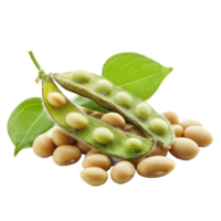 Soybeans in their pod on a transparent background, showcasing the fresh green and beige colors of this nutritious plant, Soy beans isolated on transparent background png