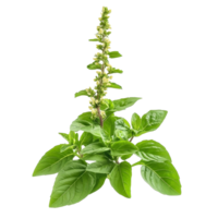 Holy basil plant with green leaves and flowering stalk isolated on a transparent background, Holy Basil,Ocimum sanctum isolate on transparent background png