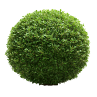 Round green bush against a transparent background, showcasing vibrant foliage with a balanced, symmetrical shape, round bush transparent background png