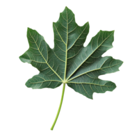 Fresh papaya leaf displayed on a clean transparent background showcasing its natural texture and vibrant green color, papaya leaf on transparent background png