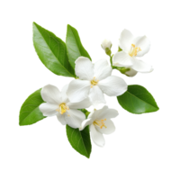 Beautiful jasmine flowers with green leaves arranged artfully on a transparent background for an elegant presentation, Jasmine flower isolated on transparent background png