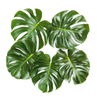 Fresh monstera leaves arranged on a transparent background, showcasing their vibrant green color and unique shape, Monstera leaves isolated on transparent background png