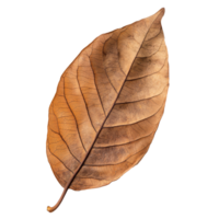 Dry tropical brown leaf isolated on a transparent background showing natural textures and intricate patterns, Tropical brown dry leaf isolated on transparent background png