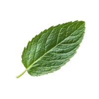 Fresh mint leaf isolated on a transparent background showcasing its vibrant green color and textured surface, mint leaf isolated on transparent background png