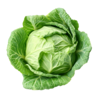 Fresh green cabbage isolated against a bright transparent background showcasing its vibrant leaves and texture, fresh cabbage isolated on transparent background png