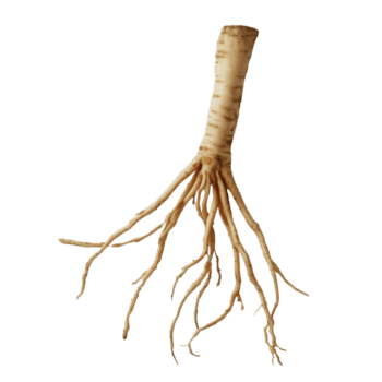 Finger root displayed on a transparent background highlighting its unique shape and structure, Finger root on transparent background png