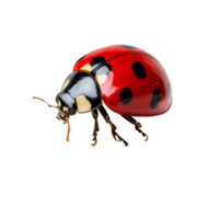 Close-up of a vibrant red ladybug resting on a chamomile flower with a soft transparent background, close up red ladybug on camomile flower, transparent background, spring concept, png