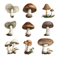 A collection of retro vintage mushroom illustrations on a transparent background showcasing various types and features, Various types of retro vintage mushroom transparent background png