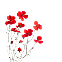 Beautiful red flowers with slender stems isolated on a transparent background, creating a charming minimalist display, red flowers isolated on transparent background png