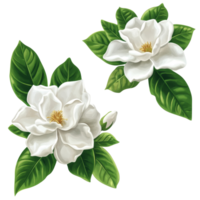 Beautiful gardenia flowers with lush green leaves isolated on a transparent background for decorative purposes, Gardenia flowers isolated on transparent background png