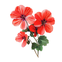 Vibrant geranium flowers isolated on a clean transparent background showcasing their delicate petals and lush greenery, vibrant geranium in style, isolated on a transparent background for design layouts png