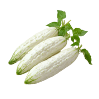 Fresh transparent bitter cucumber on a clean transparent background, showcasing its unique texture and look, transparent bitter cucumber on transparent background png
