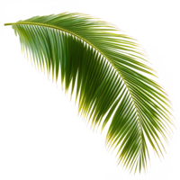 Coconut palm leaf isolated against a plain transparent background highlighting its vibrant green color and intricate leaf structure in natural light, coconut palm leaf tree isolated on transparent backgroundfile png