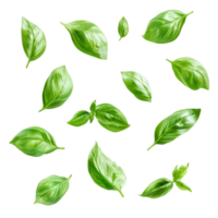 Fresh green basil leaves floating in the air against a clean transparent background providing a vibrant look, various of green basil leaves in the air isolated on transparent background png