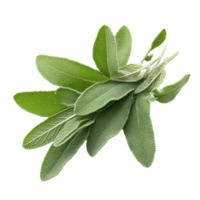 Fresh sage herb leaves isolated on a transparent background showcasing their vibrant green color and texture, sage herb leaf isolated transparent background png