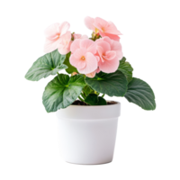 Delicate pink begonia plant in a simple transparent ceramic pot displayed indoors, Begonia plant displayed in simple ceramic pot isolated on solid transparent background png