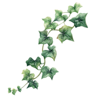 Elegant watercolor ivy illustration on a clean transparent background showcasing nature's intricate details, copper ribbon isolated transparent background illustration png