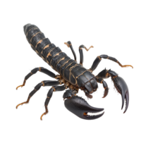 Close-up view of a scorpion Pandinus imperator on a transparent background showcasing its features and posture, Scorpion Pandinus imperator isolated on transparent background png