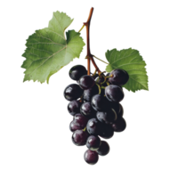 Burmese grape cluster hanging against a clean transparent background with lush green leaves, Burmese grape on transparent background png