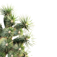Clump of cactus palm tree leaves isolated on a bright transparent background for natural decor or botanical purposes, clump cactus palm tree leaf on transparent backgroundfile png