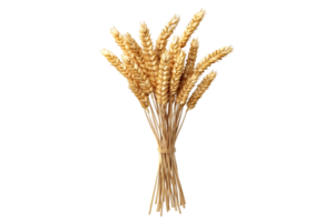 Bundle of wheat ears isolated on a transparent background png