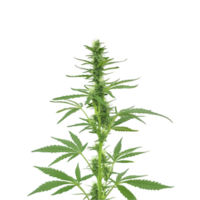 Cannabis plant with buds isolated on a transparent background png