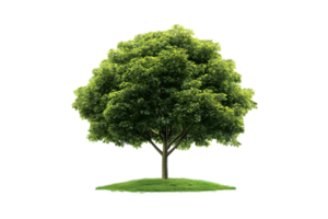 Green tree with grass isolated on a transparent background png