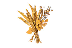 Wheat bouquet with yellow leaves isolated on a transparent background png