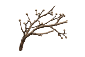 Tree branch with buds isolated on a transparent background png