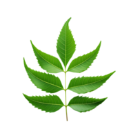 Fresh neem leaf branch on transparent background png