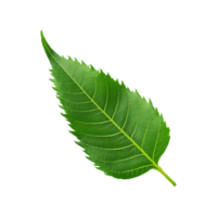 Green neem leaf on transparent background png
