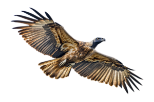 Vulture bird in flight a scavenger isolated on transparent background. png