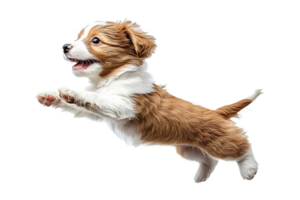 Floating puppy jumping trying to bite something isolated on transparent background. png