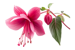 Fuchsia flower isolated on transparent background. png