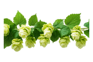 Hops and their green leaves isolated on transparent background. png
