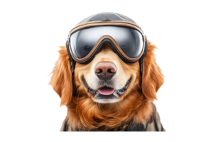 Golden Retriever pilot dog ready to fly isolated on transparent background. png