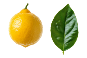 Lemon paired with a leaf isolated on transparent background. png