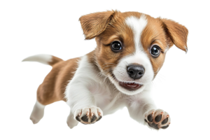 Portrait of a playful puppy jumping isolated on transparent background png