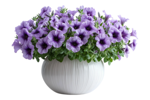 Purple petunias in a vase isolated on transparent background png