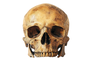 Skull image isolated on transparent background. png