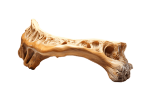 Camel Bone on transparent background. png