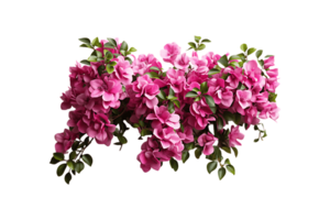 Bougainvillea Plant on transparent background. png