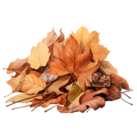 A Pile of Dried Autumn Leaves with Delicate Veining png